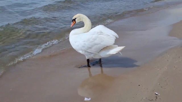 Гуси - лебеди. Музыка Сергей Чекалин. Geese - swans. Music by Sergey Chekalin. смотреть онлайн