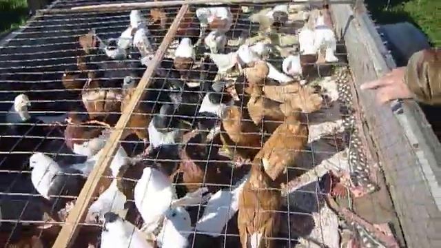 Голубь-символ мира!!!Между Новохопёрском и Урюпинском встреча мира-ГОЛУБИ-а так-же гуси,кролики... смотреть онлайн