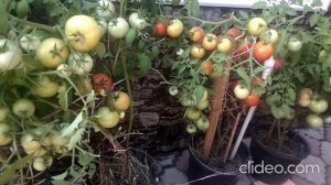 Эти помидоры растут без болезней, без вредителей и без биопрепаратов!