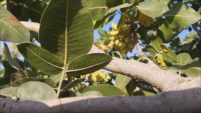 Antep Fıstığı Ağacı - Pistazien ( Pistacia Vera ) - Pistachio Tree