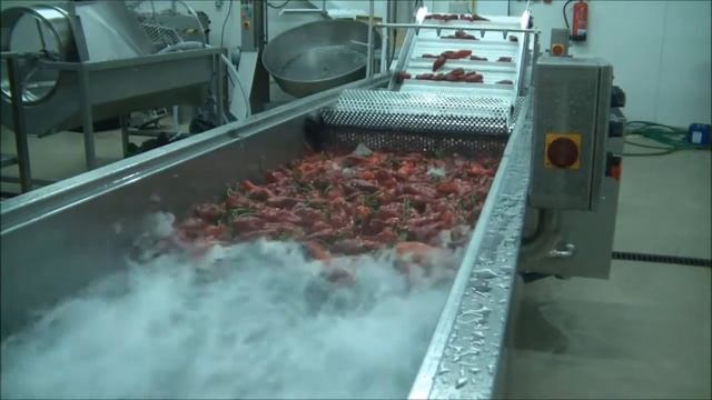 Конвеерная мойка овощей и фруктов смотреть онлайн