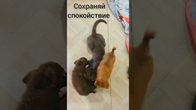 котивация