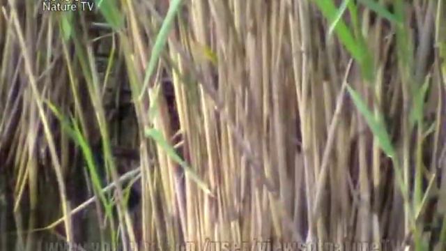 утка и утёнок на пруду - редкие кадры.mpg смотреть онлайн