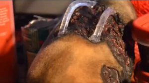 Костюм спрингтрапа