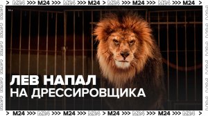Лев набросился на дрессировщика в Сочи – Москва 24