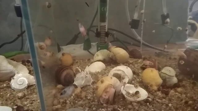 Хелены. Кормление хелен катушками. Борьба с катушками.