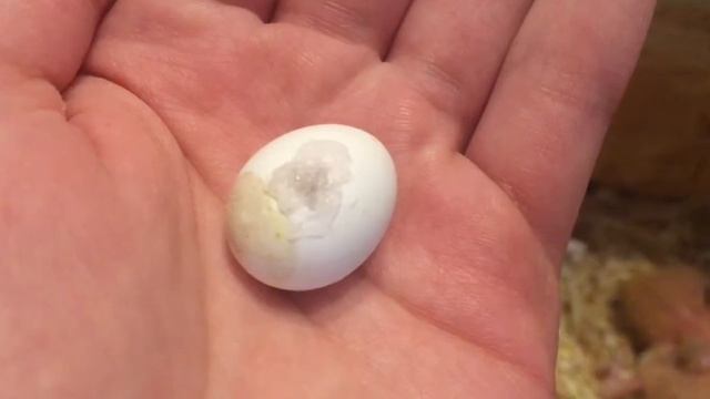 Трещина в яйце! Что делать? смотреть онлайн