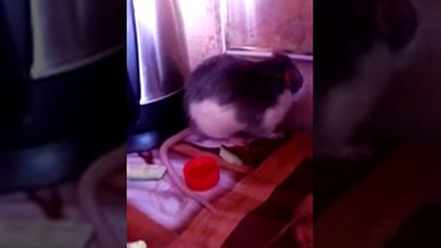 В моей жизни появился ВАСЯ. Домашняя крыса умывается смотреть онлайн