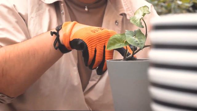 Syngonium Propagation: Two Easy Ways | How to Propagate the Arrowhead Plant by Soil & Water смотреть онлайн