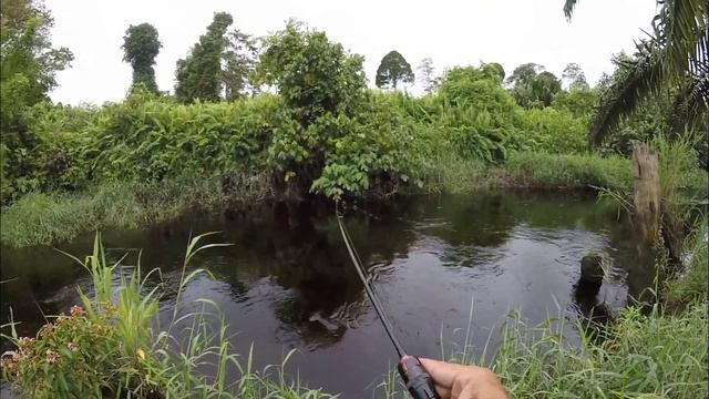Ultralight Fishing! Ikan Bulan Indo Pacific Tarpon. смотреть онлайн