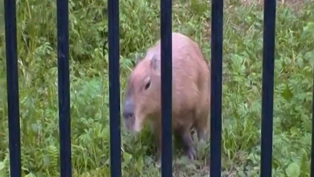 Капибара и Лемур вари черно-белый смотреть онлайн