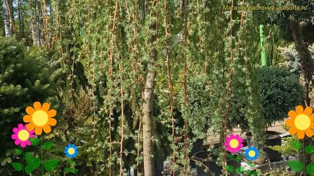 Лиственница европейская на штамбе Пендула. Краткий обзор, описание larix decidua Pendula смотреть онлайн