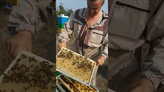 Карника и 7 рамочный улей из эппс смотреть онлайн