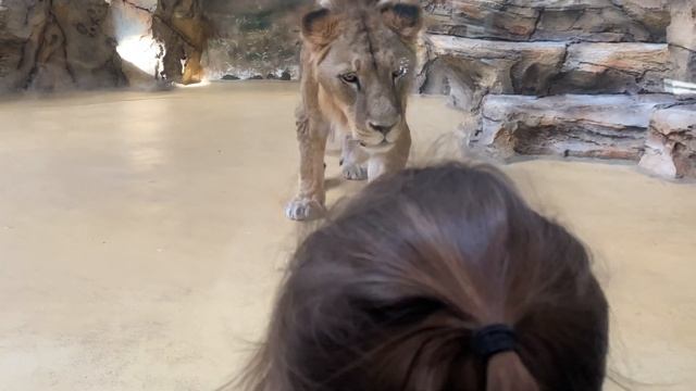 Жасмин пошла в зоопарк )Казанский зооботанический сад )Река Замбези ) смотреть онлайн