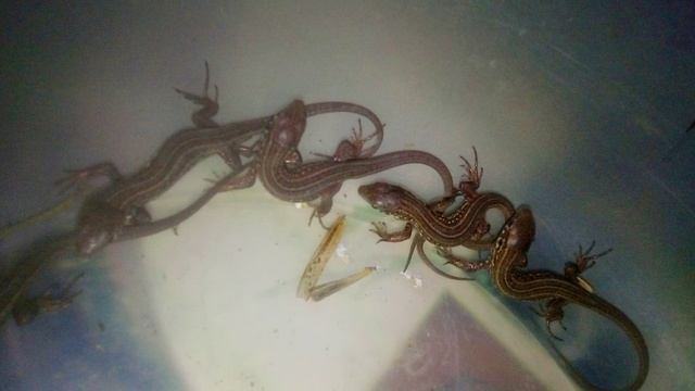 Рождение прыткой ящерицы .(Очень милые ящерки ). смотреть онлайн