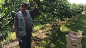 Выращивание и реализация черешни премиум класса.