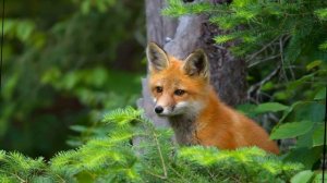 Са - са - са это хитрая лиса. Песня про лису для детей. Очень интересно!!!