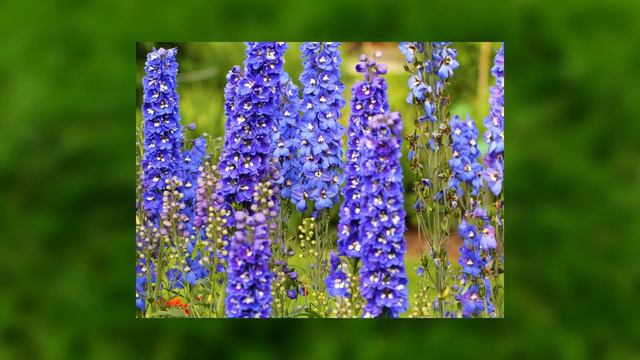 Top 6 Gorgeous Plant for Romantic Borders in a Cottage Garden 🌺🌹 смотреть онлайн