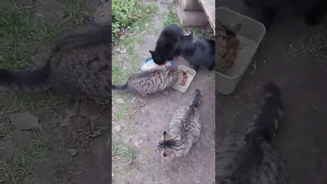 ?? Осенний Аппетитный Завтрак для Котов и Кошек! ?? смотреть онлайн