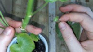 Как правильно укоренить лист Герани или Пеларгонии, чтобы лист дал новый побег