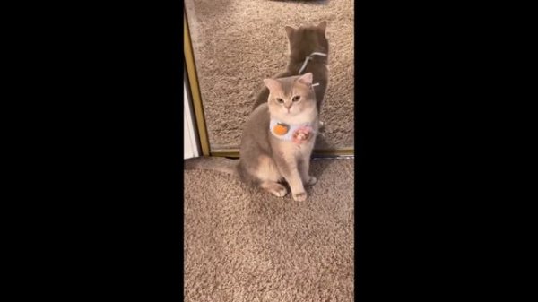 Sounds Attract Cats and Cat Lovers! Cute Cat Meowing Compilation 04 | meow__cash