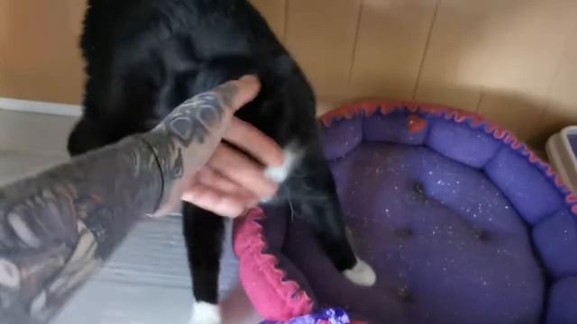 Michiko.ru | Кошка Дарси ищет дом. Отдаем бесплатно. Кошки в дар в добрые руки. смотреть онлайн