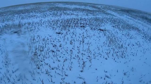 Вот и открылись по зайцу! Тропанули косого по первому снегу.