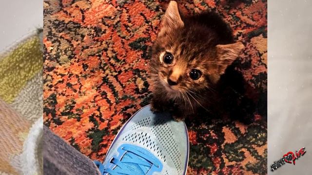 Малютка котенок был очень слаб, но все равно продолжал бороться! смотреть онлайн