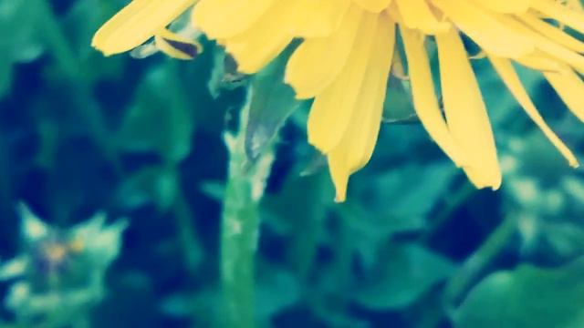 Лето / Цветы / Красота