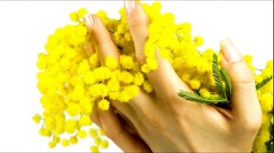 Красивая песня..!! Ветка мимозы..!!