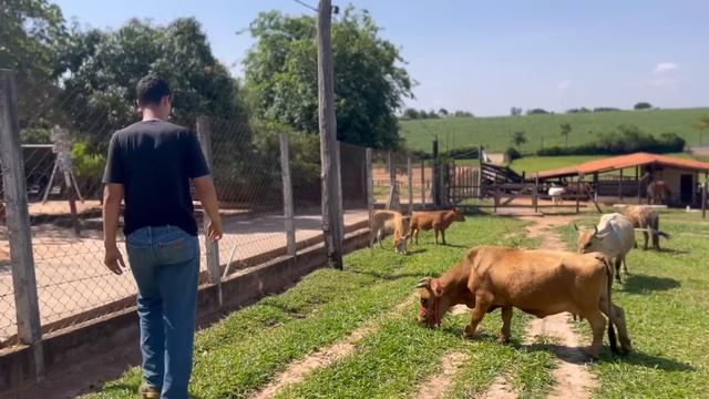 EM PEQUENO SÍTIO ELE CRIOU NEGÓCIO LUCRATIVO смотреть онлайн