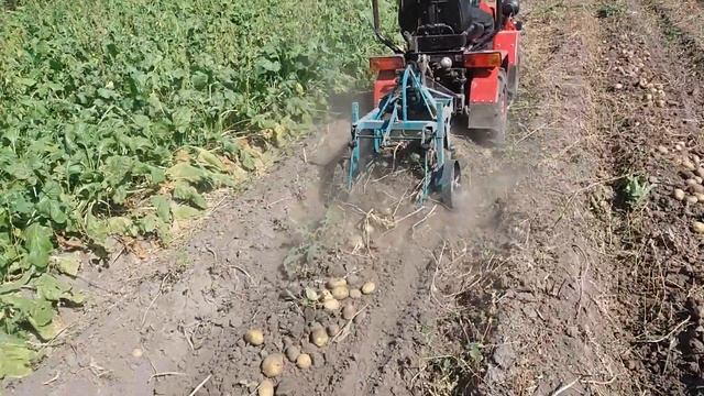 Минитрактор беларусь с картофилекопалкой 20.08.2017 смотреть онлайн
