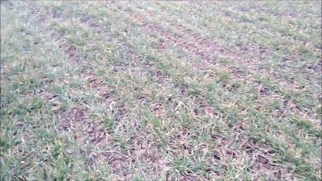 ротационная борона (мотыга) по озимым 10.03.19 смотреть онлайн