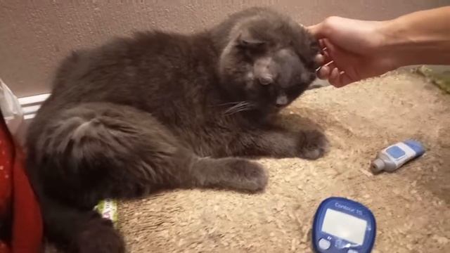 Берем кровь из ушка кота