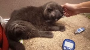 Берем кровь из ушка кота