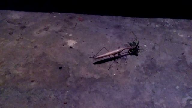 Охота богомола на саранчу. смотреть онлайн