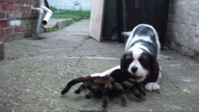 Cavalier King Charles Spaniel - Tricolor (Charlie) Vs. Spider
