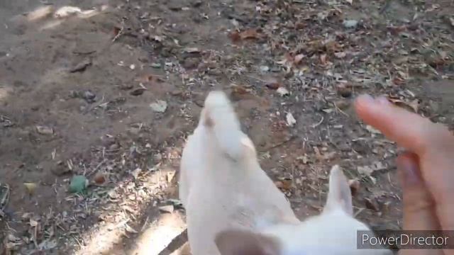 DogVlog: как проходит наш день в Астрахани/ идём гулять в рощу?/катаемся на лодке?))? смотреть онлайн