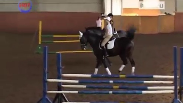 Конный спорт смотреть онлайн