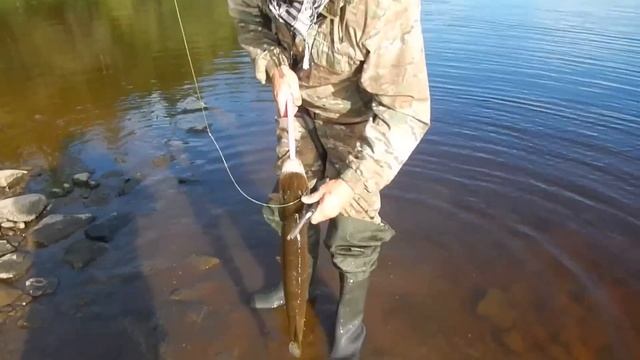 щуки севера