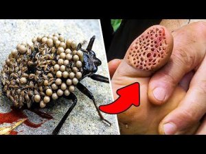 Держитесь от Него Подальше! Самое Опасное Насекомое в Мире!