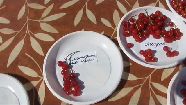 Первый смородиновый изюм, мифы и реальность. смотреть онлайн