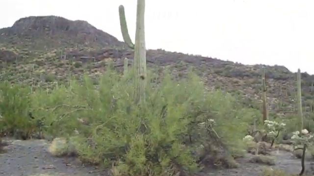 Drizzling Rain in Sonoran Desert - Not Too Shabby! смотреть онлайн
