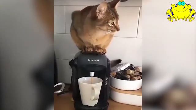 СМЕШНЫЕ ЖИВОТНЫЕ 2019 / ПРИКОЛЫ КОТЫ СОБАКИ, ЛУЧШИЕ ПРИКОЛЫ с Кошками и Собаками Funny Cats смотреть онлайн