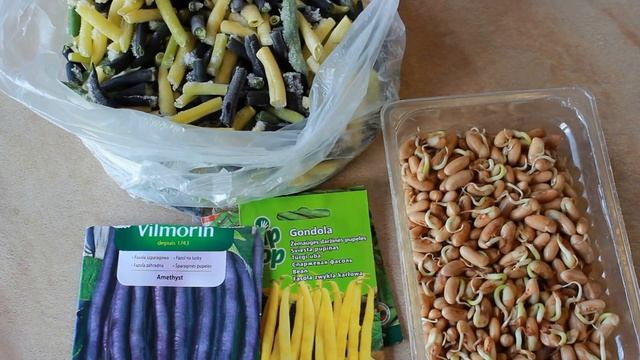 НЕВЕРОЯТНО УРОЖАЙНАЯ И ВКУСНАЯ ФИОЛЕТОВАЯ СПАРЖЕВАЯ ФАСОЛЬ !!! смотреть онлайн