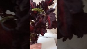 Цветы - Колеус ( чёрный дракон )