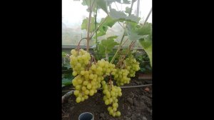 Виноград к срезке в теплице  23,07. Нижегородская обл.