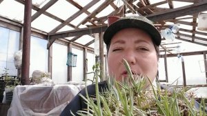 Гвоздика перистая махровая