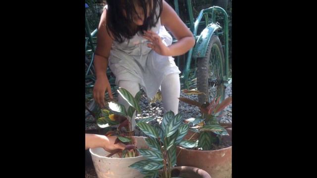 How to reproduce Prayer Plant || Paano magparami ng Prayer Plant смотреть онлайн