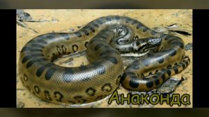 ЖИВОТНЫЕ  ЮЖНОЙ  АМЕРИКИ